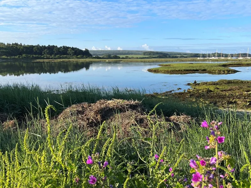 Wildflowers and marsh grasses in the foreground beside the calm Yarmouth Estuary, with boats moored in the distance under a bright blue sky.