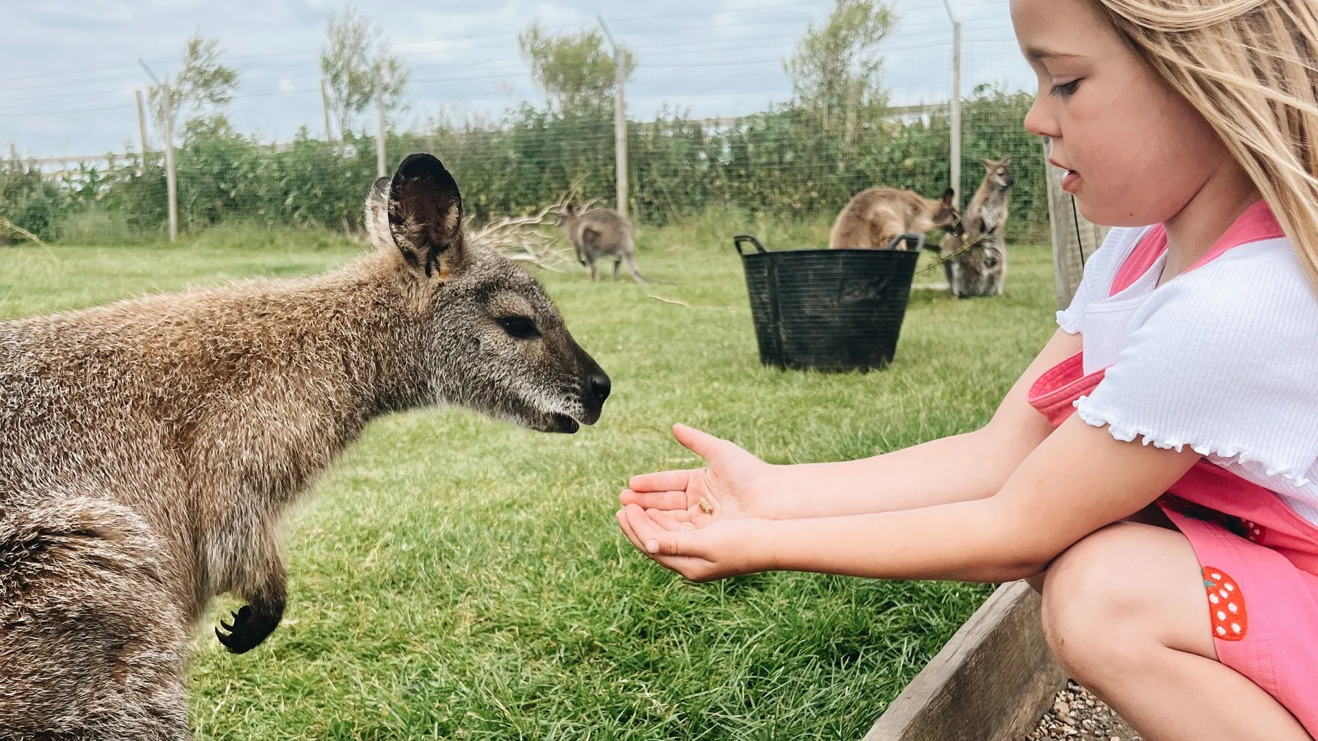 Young girl hand-feeding a wallaby at Tapnell Farm Park, with other wallabies in the grassy enclosure behind.