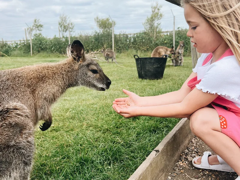 Young girl hand-feeding a wallaby at Tapnell Farm Park, with other wallabies in the grassy enclosure behind.