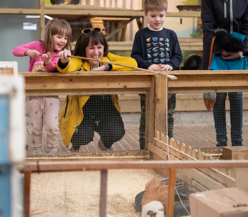 Children and adults enjoy animal fishing over a guinea pig enclosure at Tapnell Farm Park.