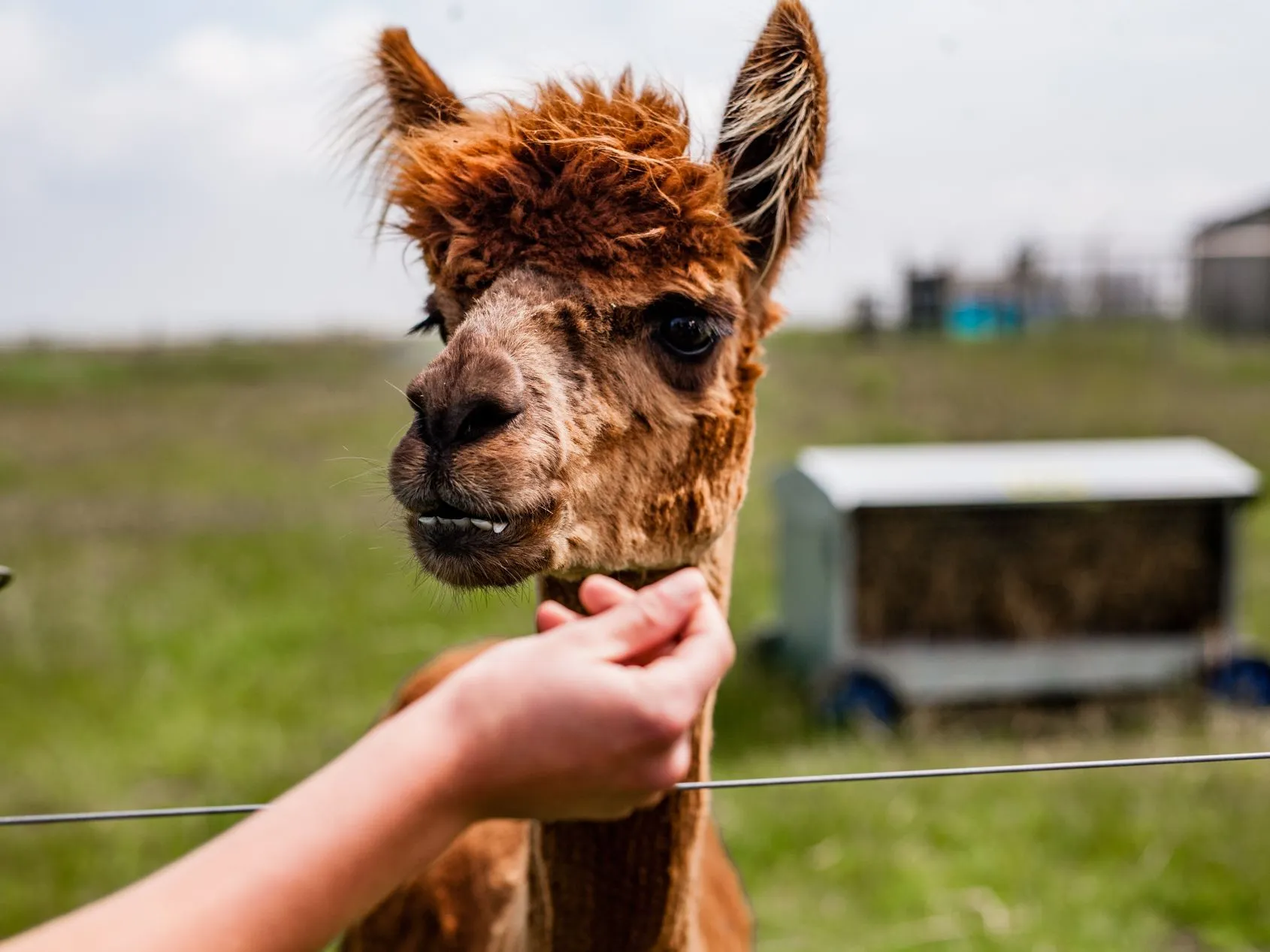Close-up of a brown alpaca being gently fed by hand at Tapnell Farm Park on the Isle of Wight