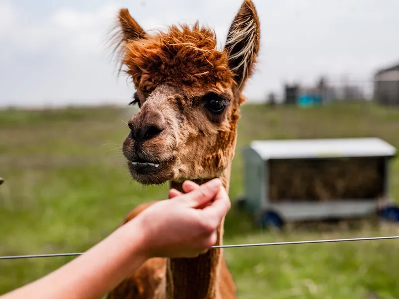 Close-up of a brown alpaca being gently fed by hand at Tapnell Farm Park on the Isle of Wight