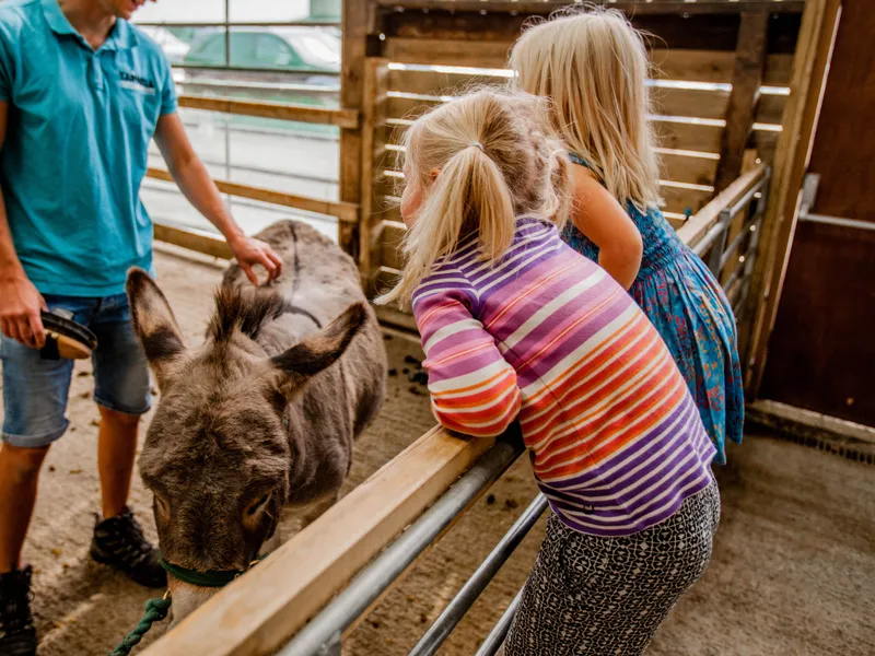 Children watching a farm worker groom a donkey inside a barn at Tapnell Farm Park