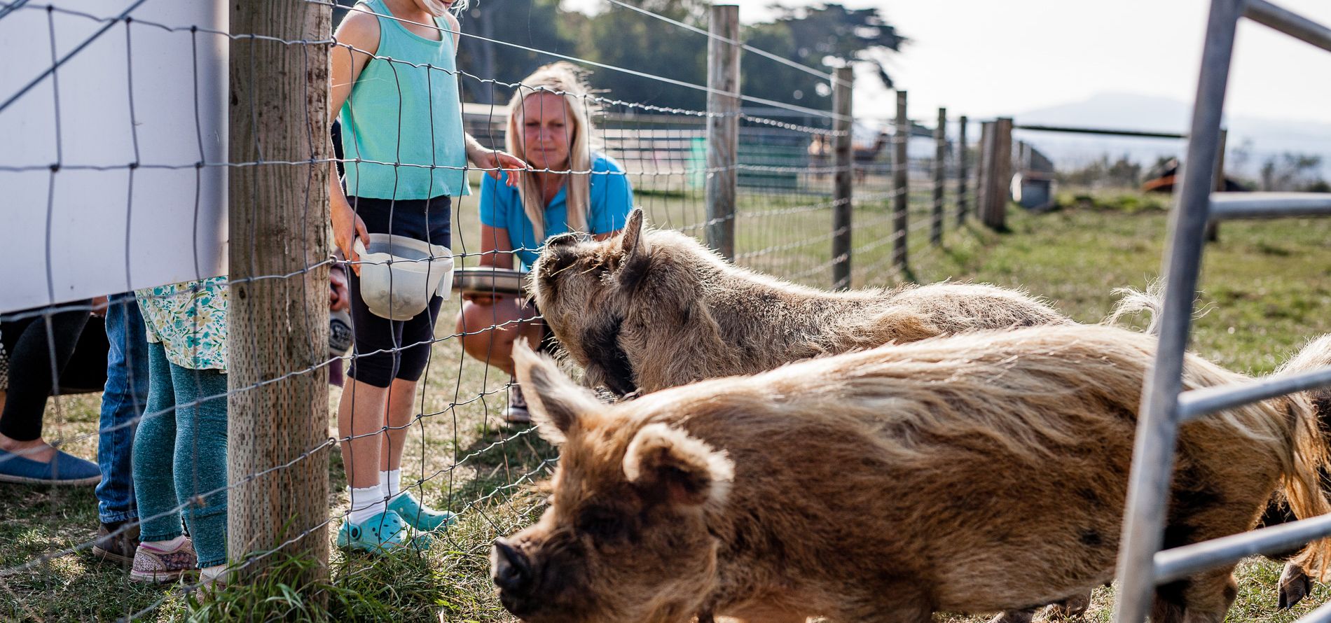 Young girl standing by a wire fence with a bowl, watching pigs in a farm paddock while an adult crouches behind her.