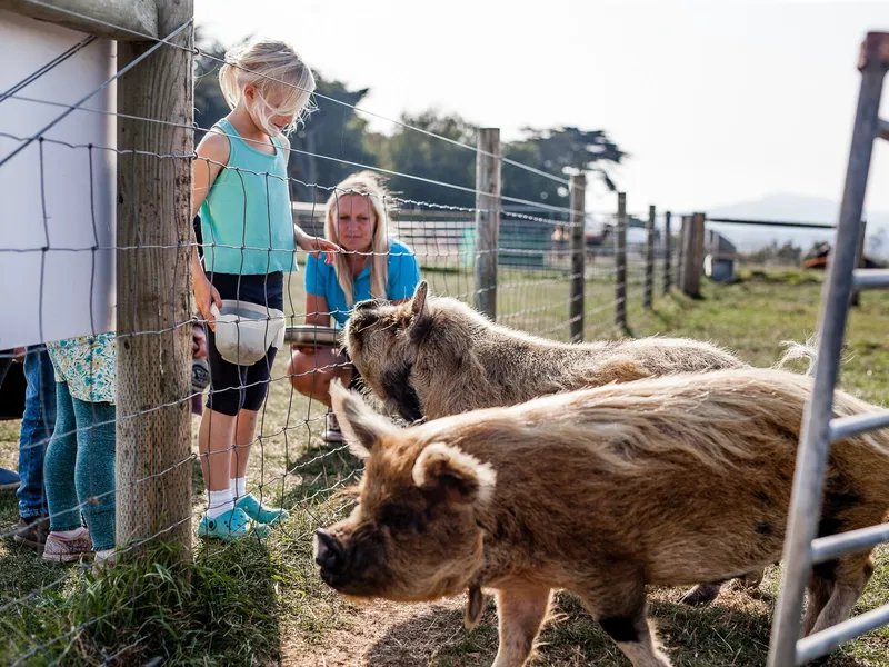 Young girl standing by a wire fence with a bowl, watching pigs in a farm paddock while an adult crouches behind her.