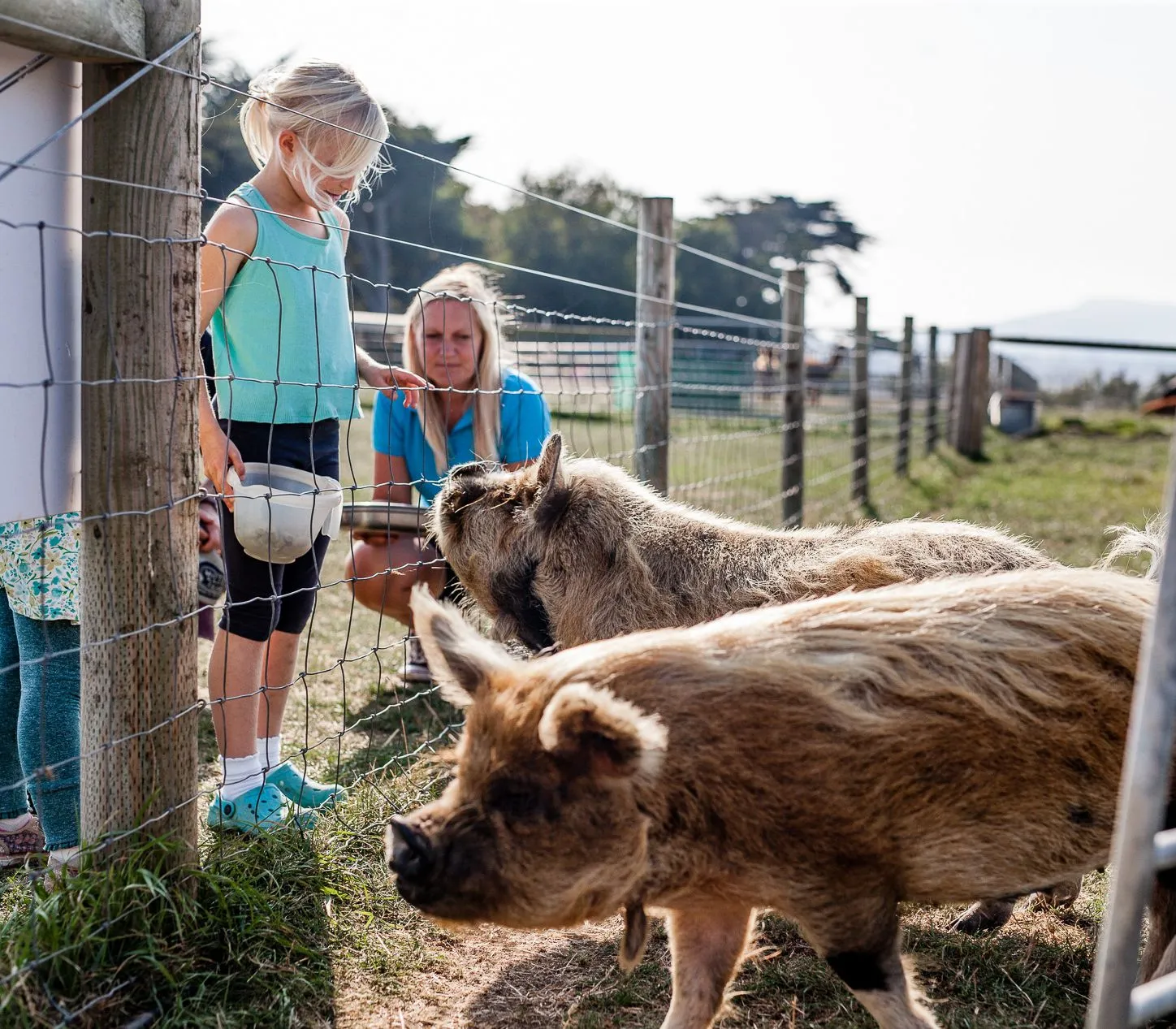 Young girl standing by a wire fence with a bowl, watching pigs in a farm paddock while an adult crouches behind her.