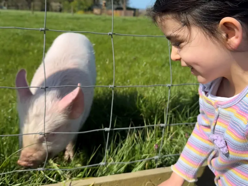 Young girl smiling at a pig through a wire fence in a grassy field on a sunny day