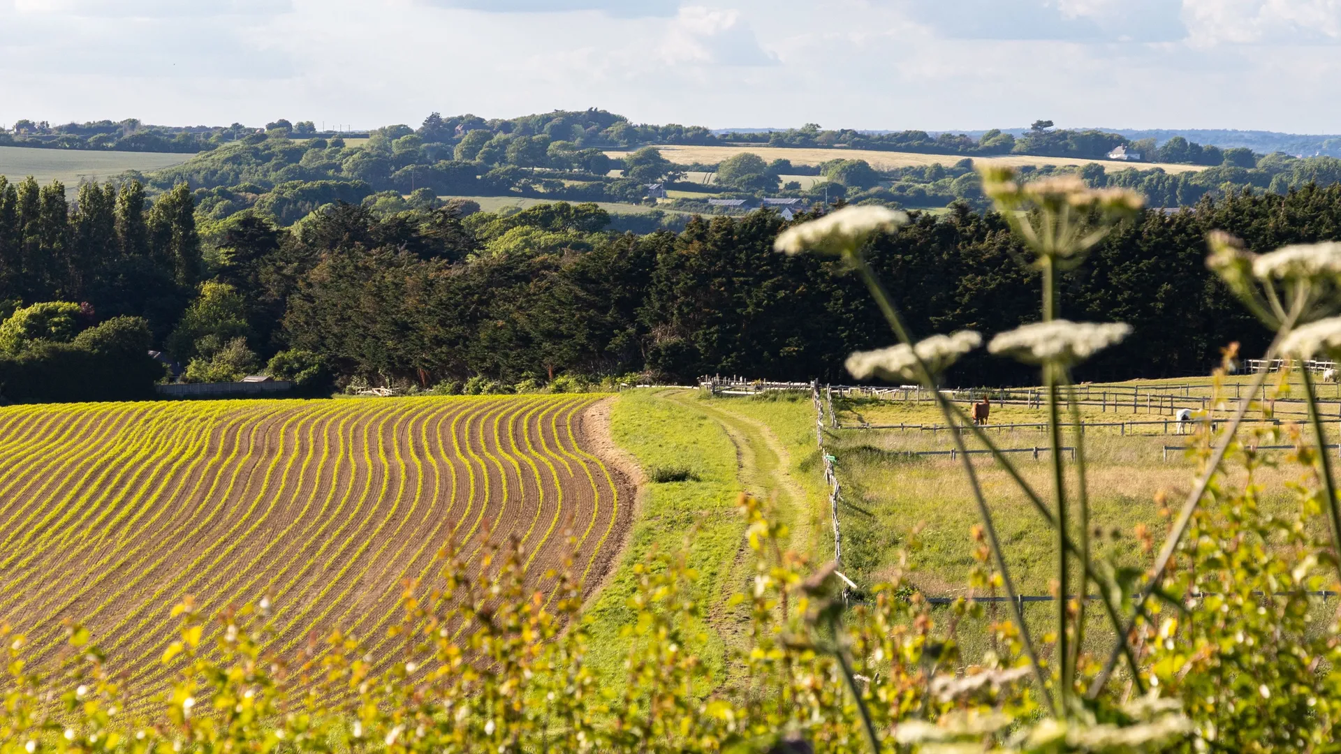 Countryside view of Tapnell Trail with a farm track beside striped fields and fenced paddocks under a wide sky