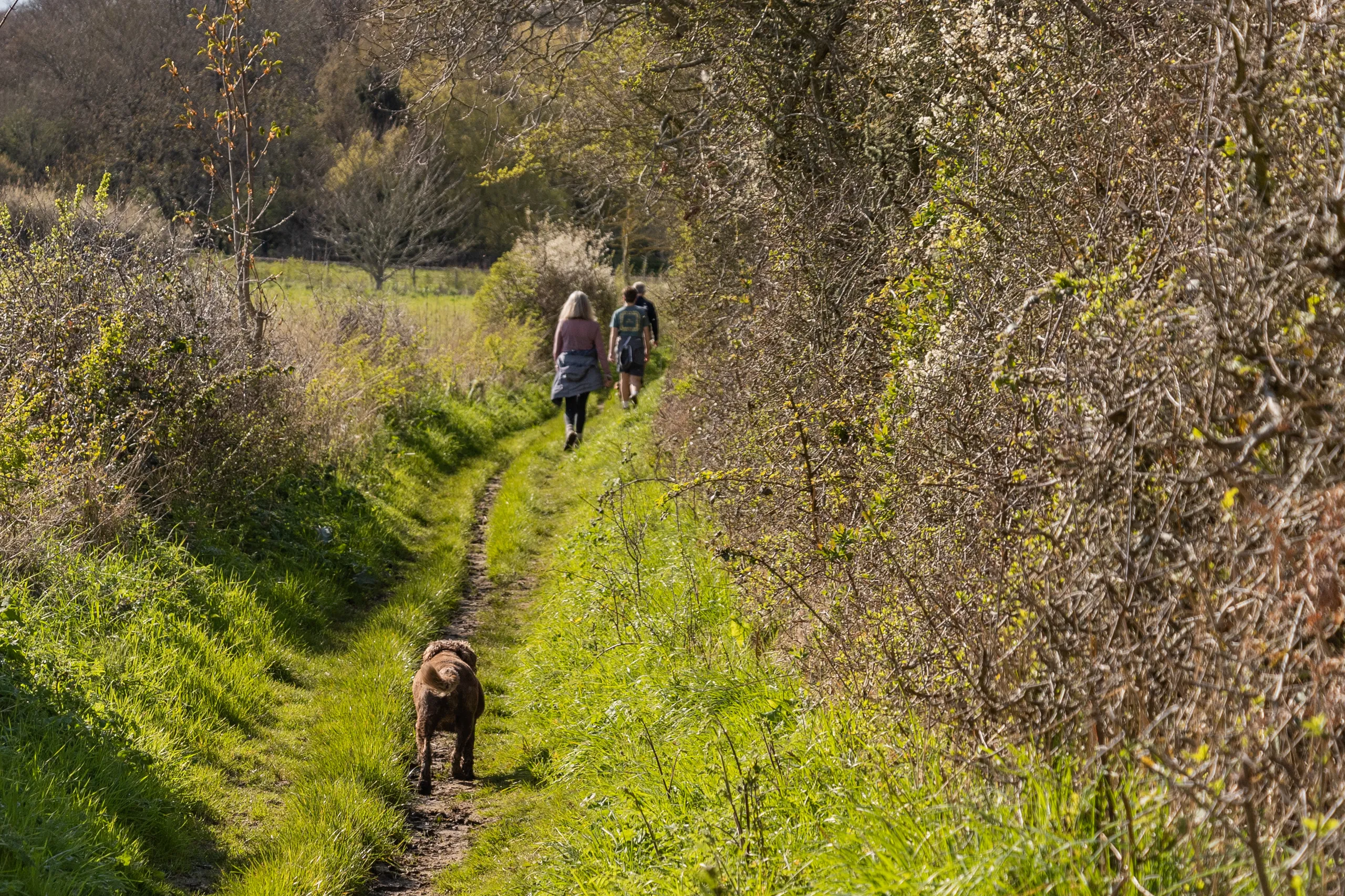 A dog follows two walkers along a narrow grassy path on the Tapnell Trail, Isle of Wight.