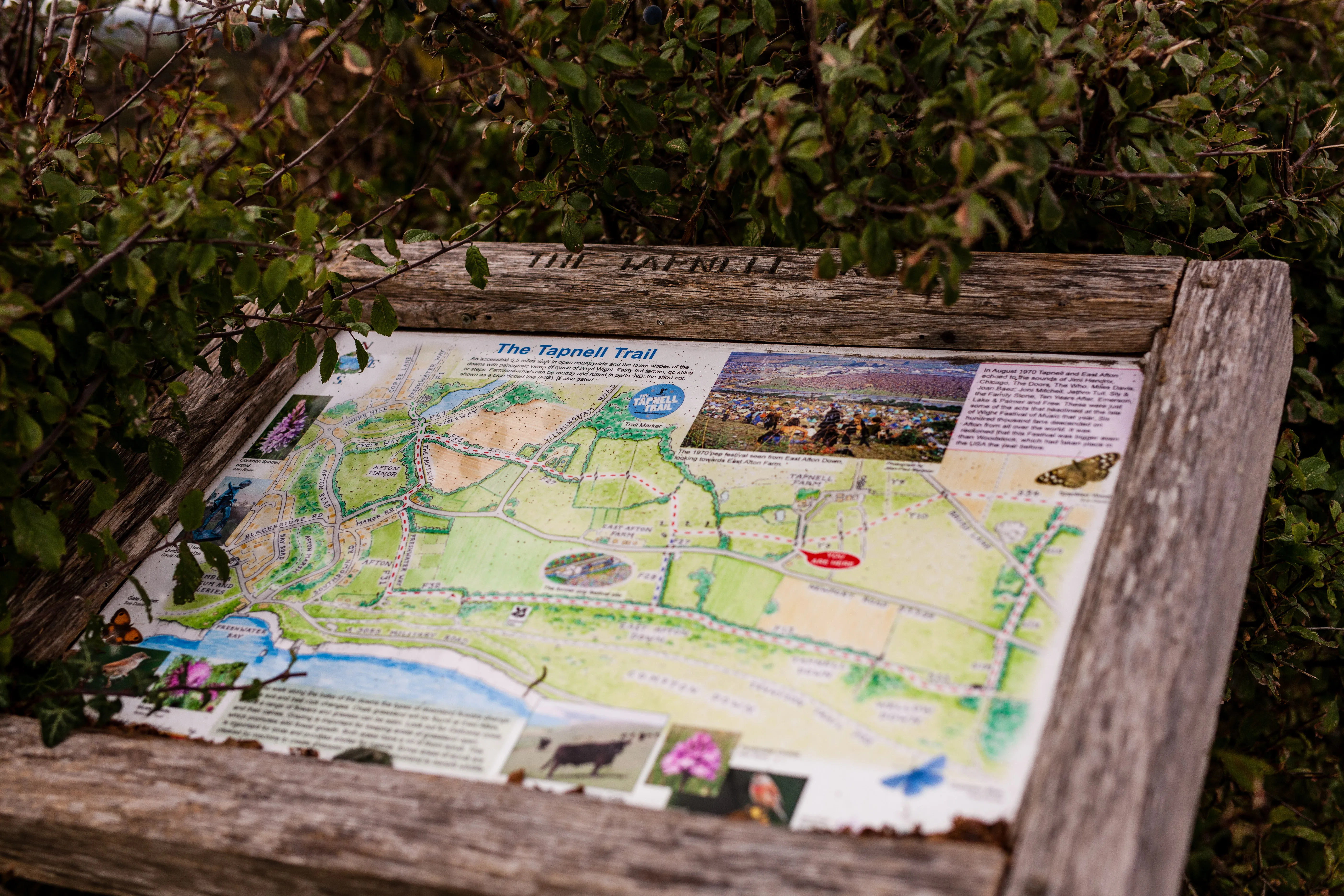 Wooden Tapnell Trail information board with illustrated map surrounded by leafy hedgerow.