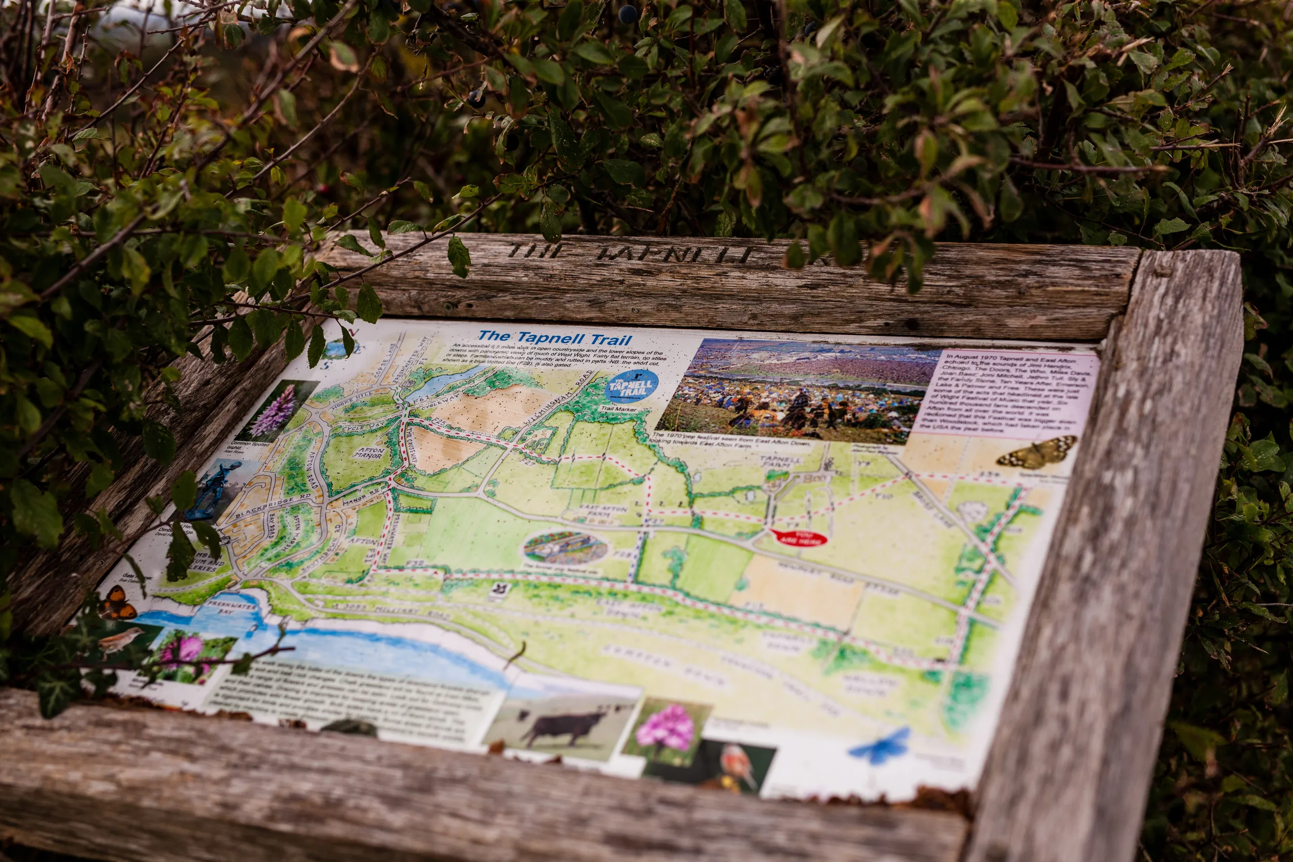Wooden Tapnell Trail information board with illustrated map surrounded by leafy hedgerow.