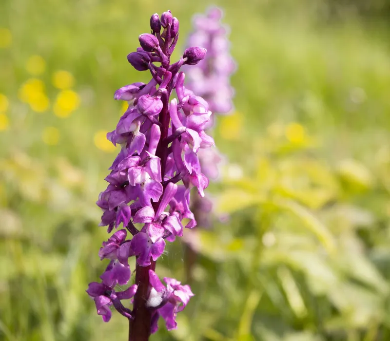Close-up of a purple wild orchid flowering along the Tapnell Trail, set against a soft green meadow background.