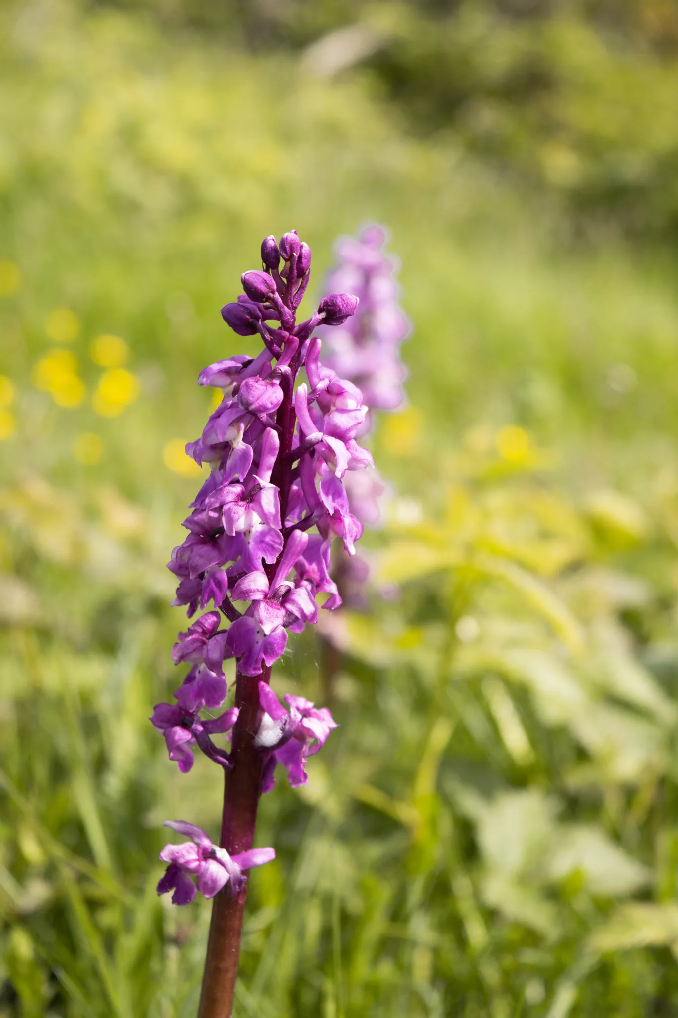Close-up of a purple wild orchid flowering along the Tapnell Trail, set against a soft green meadow background.
