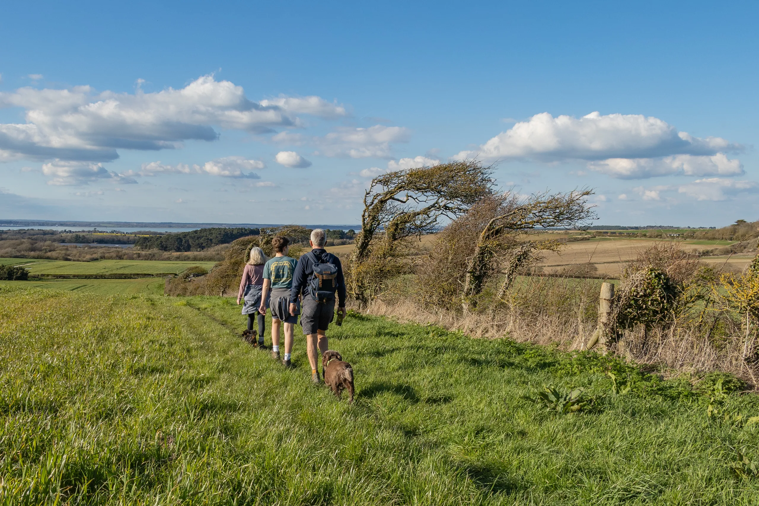 Three people walking with two dogs along a grassy countryside trail on the Isle of Wight under a blue sky with scattered clouds.