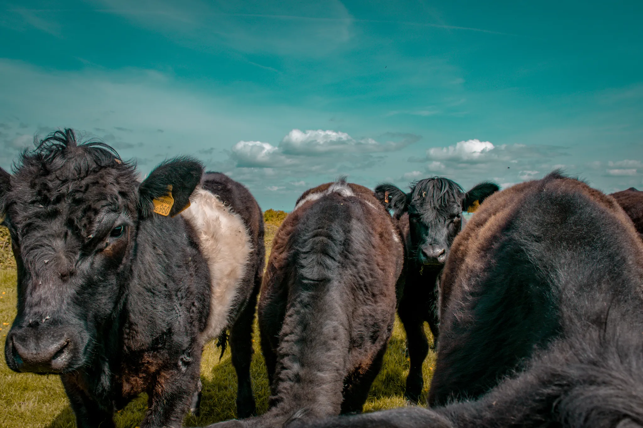 A close-up of several black cattle standing in a grassy field under a bright blue sky with scattered clouds.