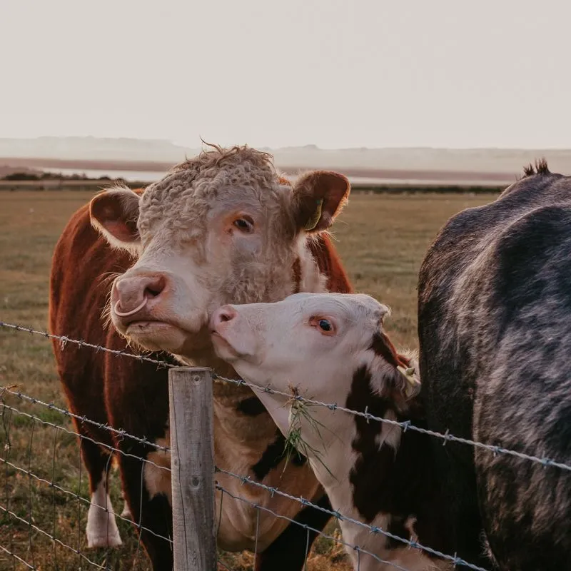 Cows standing by a wire fence in a field at Tapnell Farm