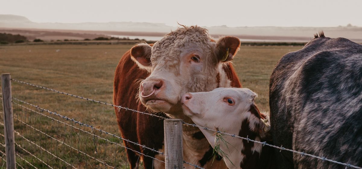 Cows standing by a wire fence in a field at Tapnell Farm