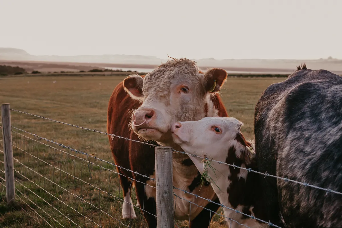 Cows standing by a wire fence in a field at Tapnell Farm