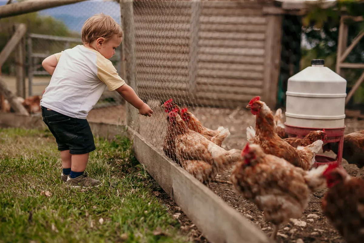 Young child reaching through a fence towards hens at Tapnell Farm near Tom's Eco Lodge