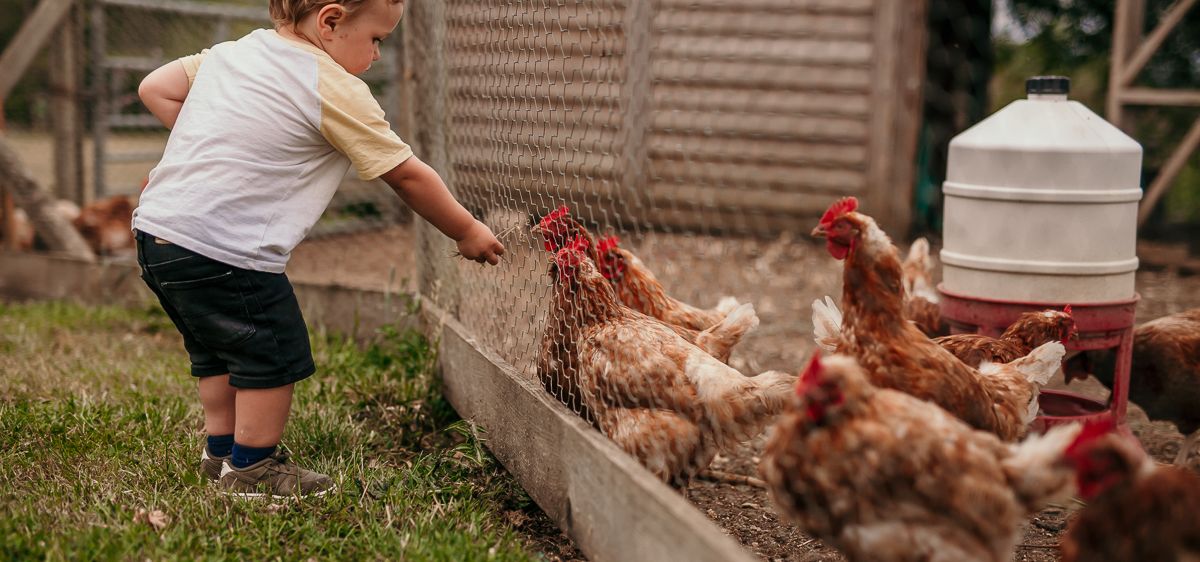 Young child reaching through a fence towards hens at Tapnell Farm near Tom's Eco Lodge
