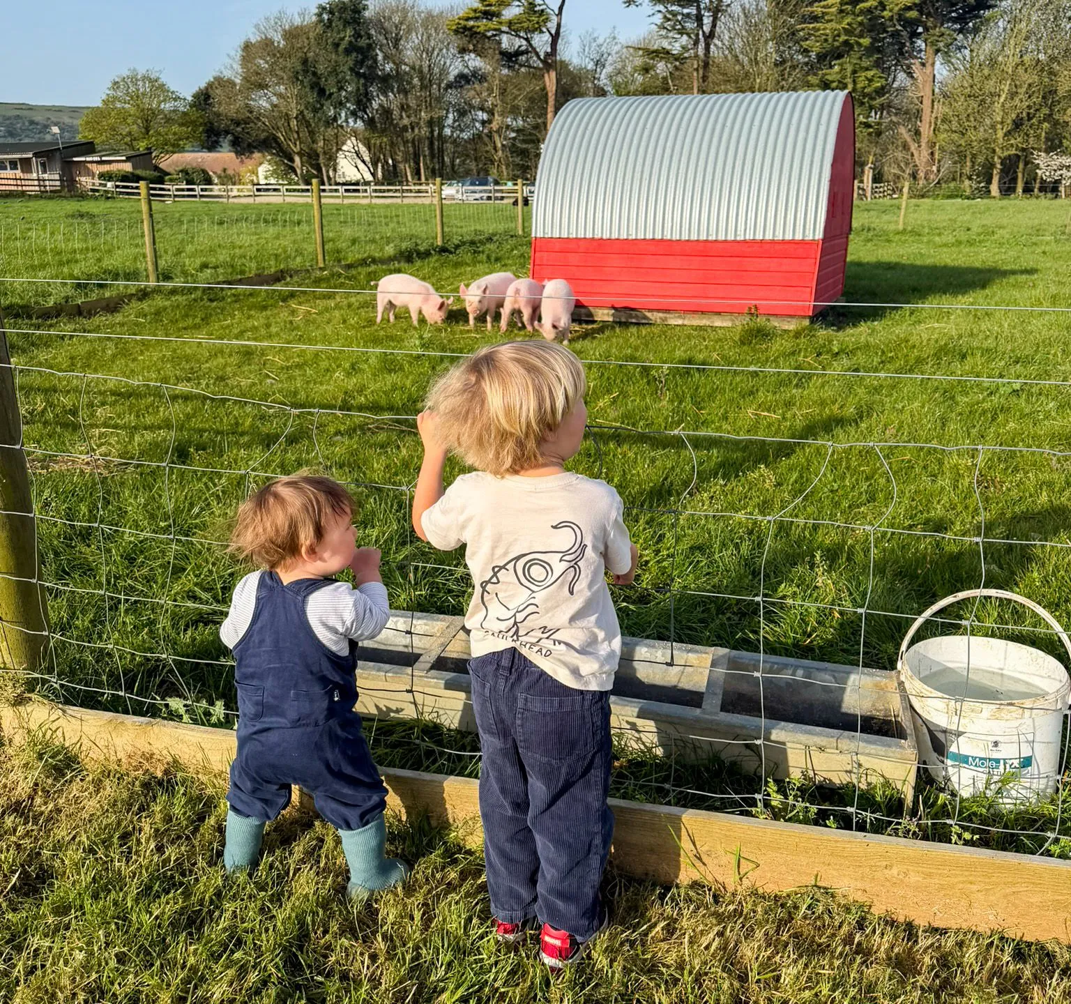 Two young children stand by a wire fence watching piglets in a grassy field beside a red and silver pig shelter.
