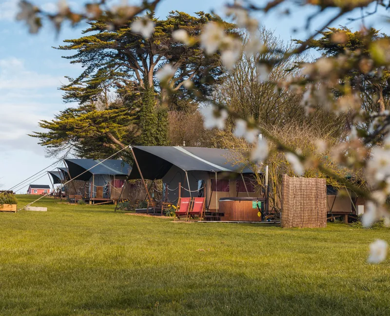 Safari tents at Tapnell Farm on the Isle of Wight in spring, set on a grassy field with blossom in the foreground