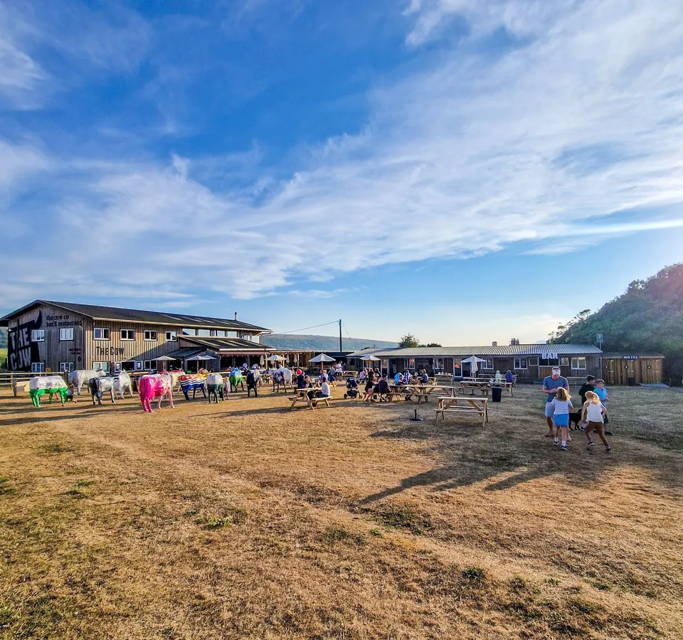 People enjoying an outdoor evening at The Cow at Tapnell Farm, with picnic benches, colourful cow sculptures and a wide blue sky overhead.