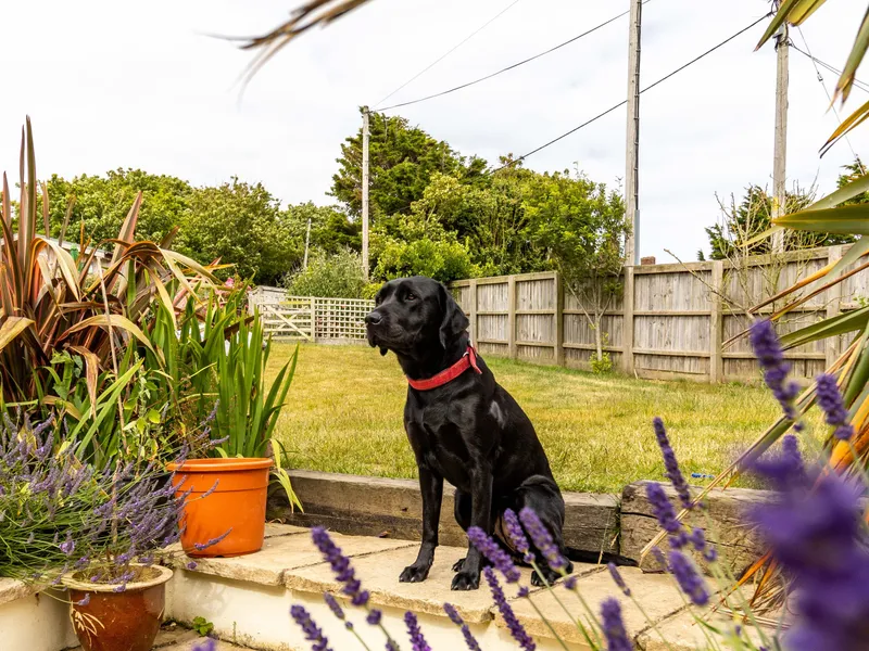 Black Labrador wearing a red collar sitting on a stone patio in a garden with potted plants and lavender