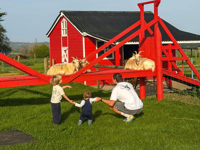 Two goats resting on a red wooden play structure beside a red barn as an adult and two children watch from the grass.