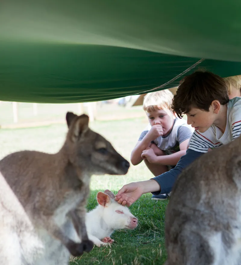 Children crouch beneath a green canopy while gently petting wallabies, including a white joey, in a grassy enclosure.