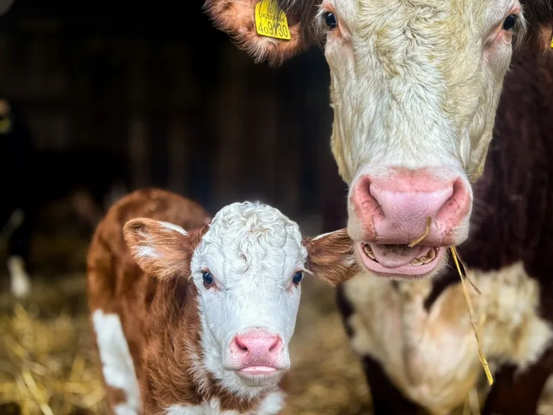 A brown and white calf standing beside its mother in a straw-covered cattle shed.
