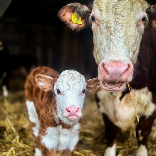 A brown and white calf standing beside its mother in a straw-covered cattle shed.