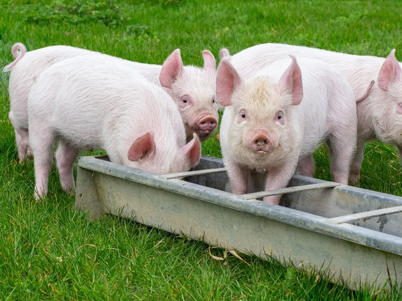Four pale pink pigs gathered around a metal feeding trough in a grassy farm paddock.