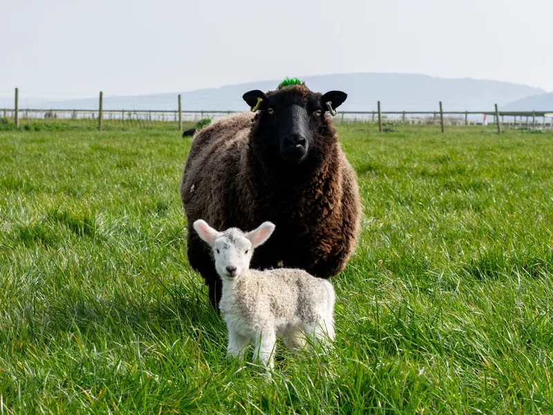 A dark brown ewe stands behind her white lamb in a green field at a farm park.