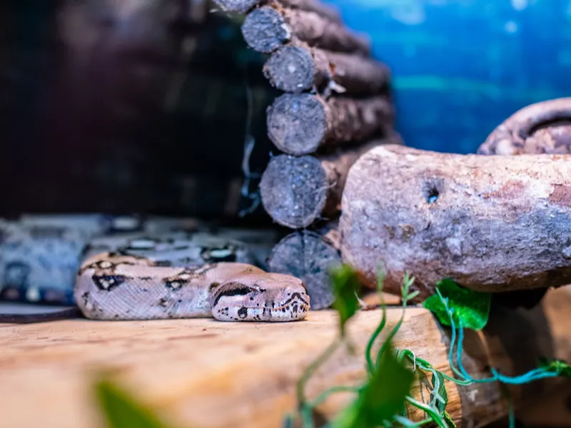 A patterned snake resting on a wooden ledge inside a log-filled enclosure.