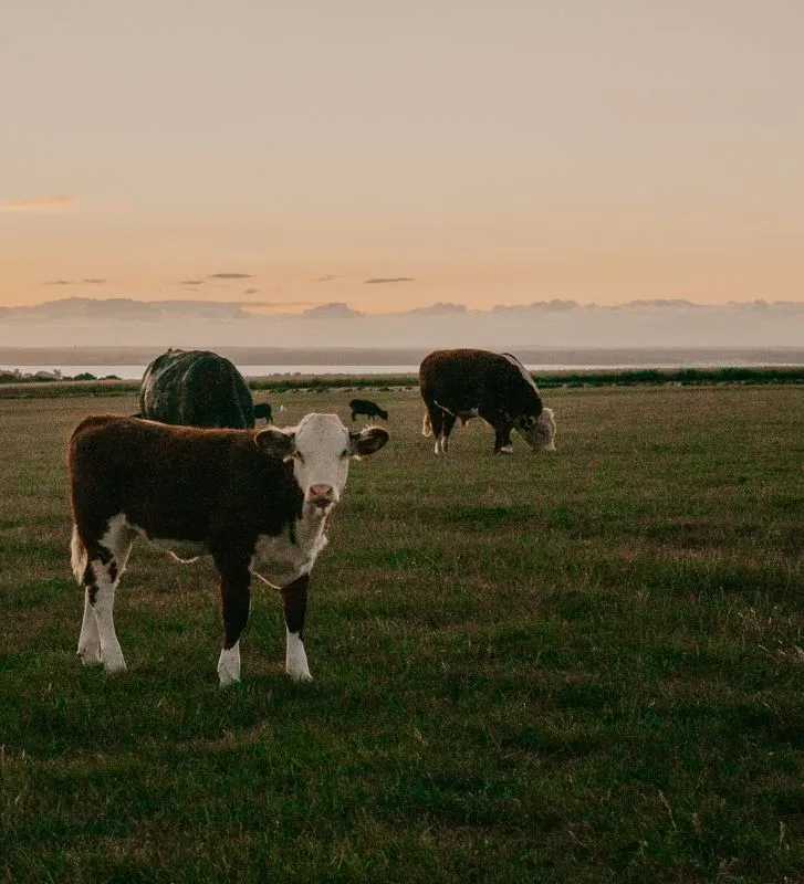Cows grazing in a green field at sunset beneath a warm, cloudy sky.