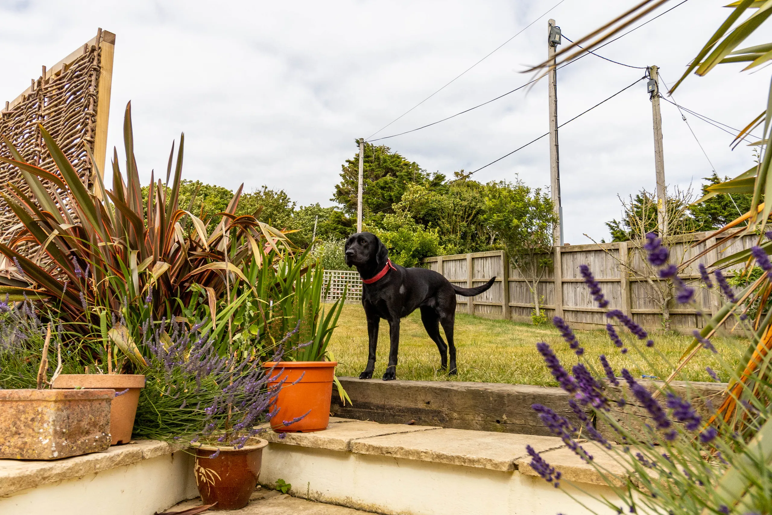 Black dog standing on steps in a garden with potted plants and lavender