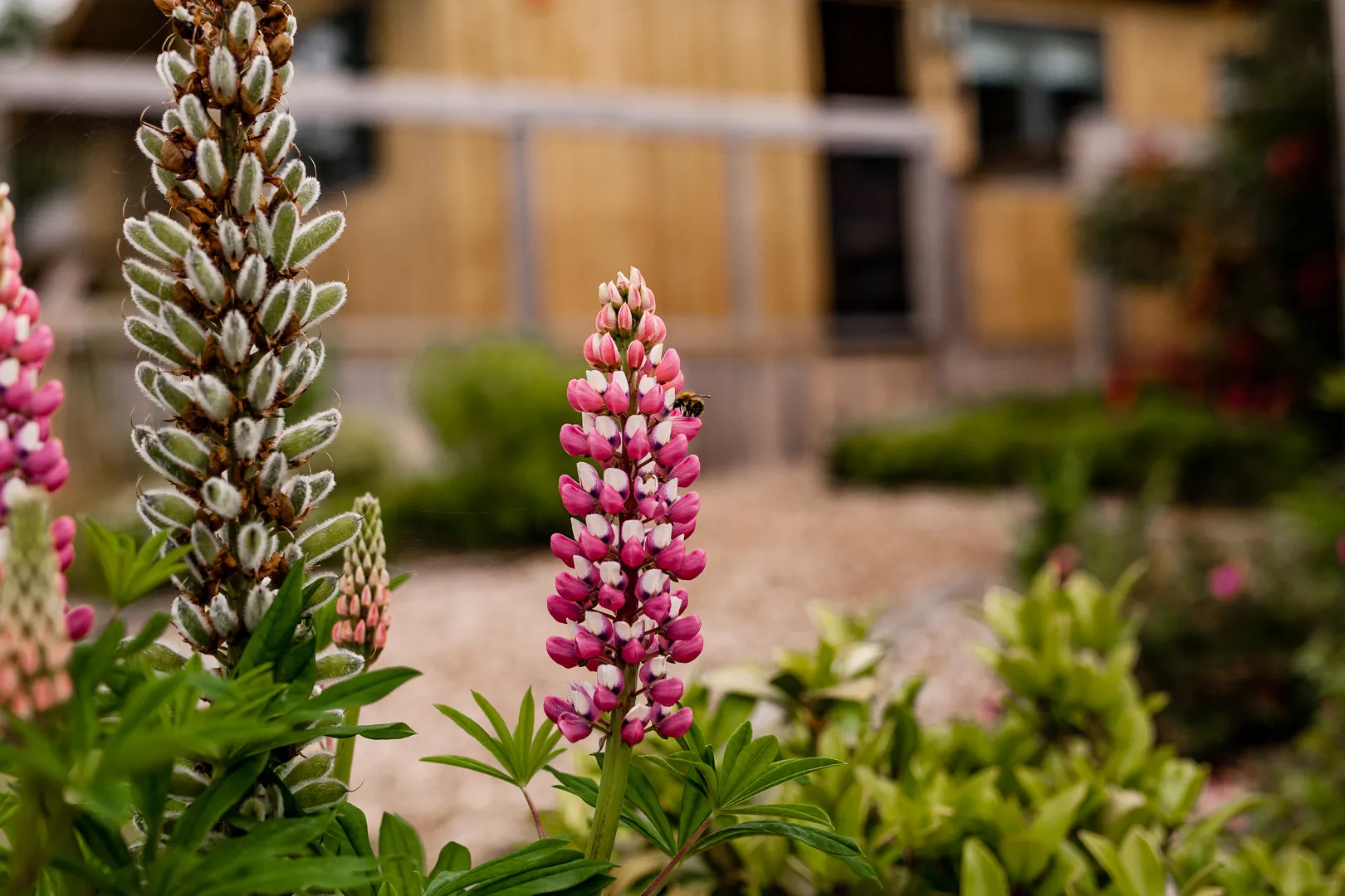 Pink lupin flower with a bee in a garden, with a wooden building blurred in the background