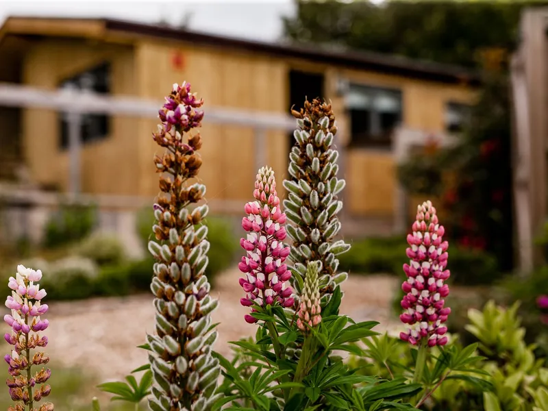 Pink and purple lupin flowers in the foreground with a wooden lodge blurred in the background