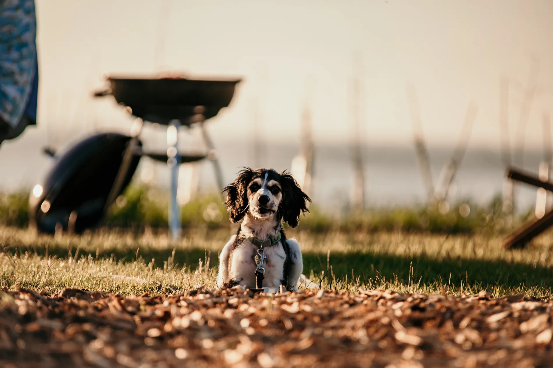 Small dog sitting on grass at a campsite with a barbecue in the background