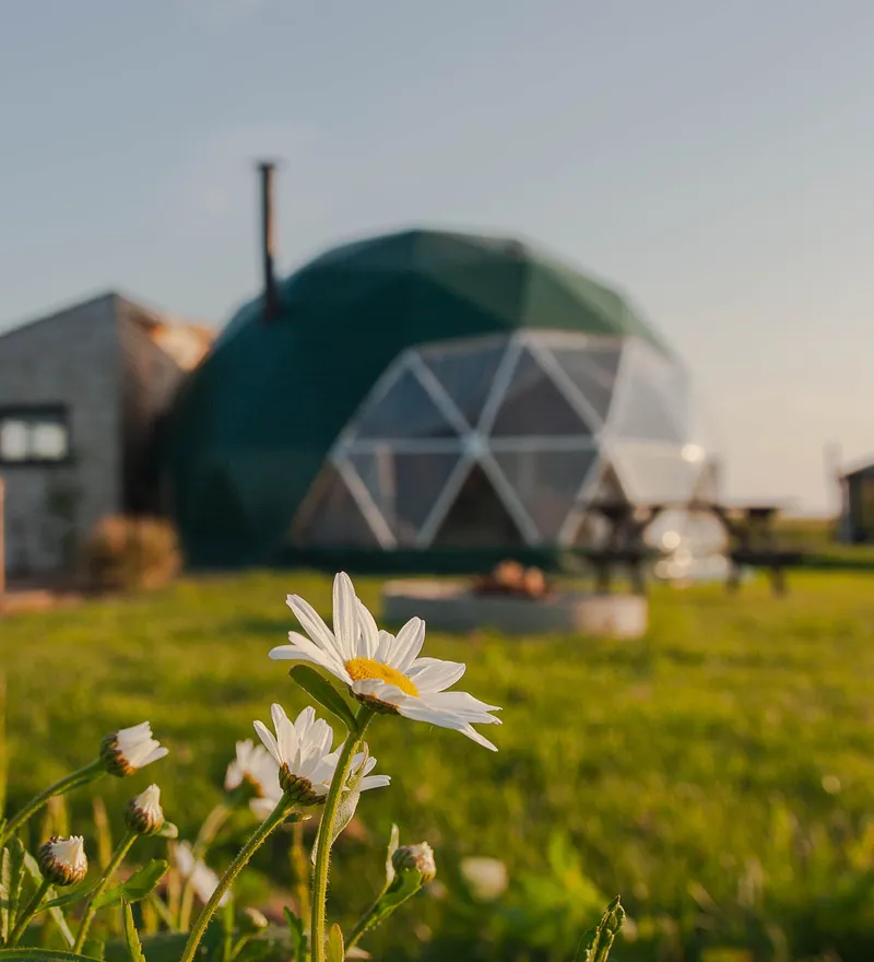 Daisies in the foreground with a geodesic dome glamping pod and wooden hot tub in the background at sunset