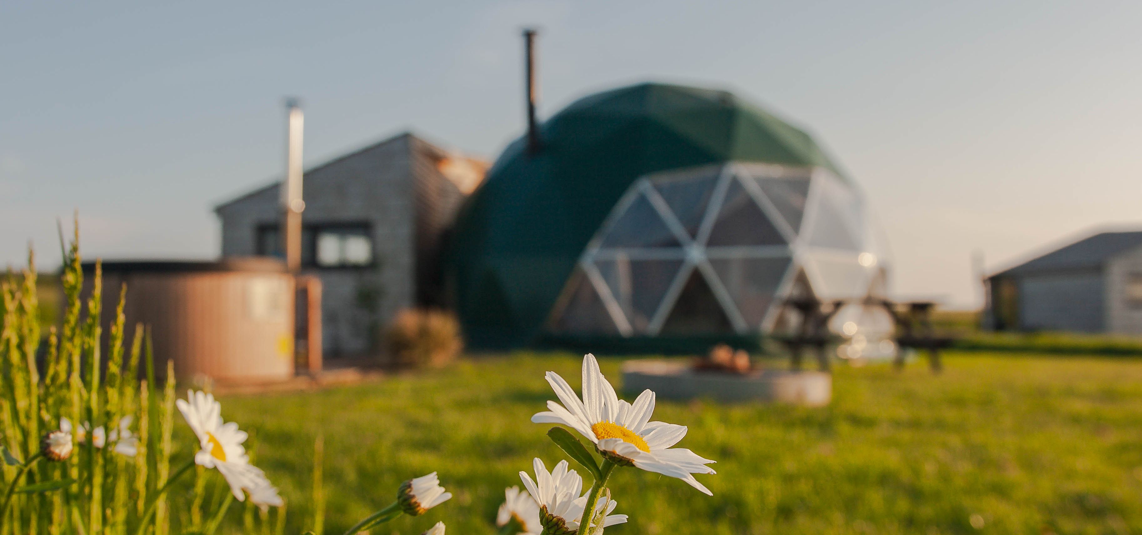 Daisies in the foreground with a geodesic dome glamping pod and wooden hot tub in the background at sunset