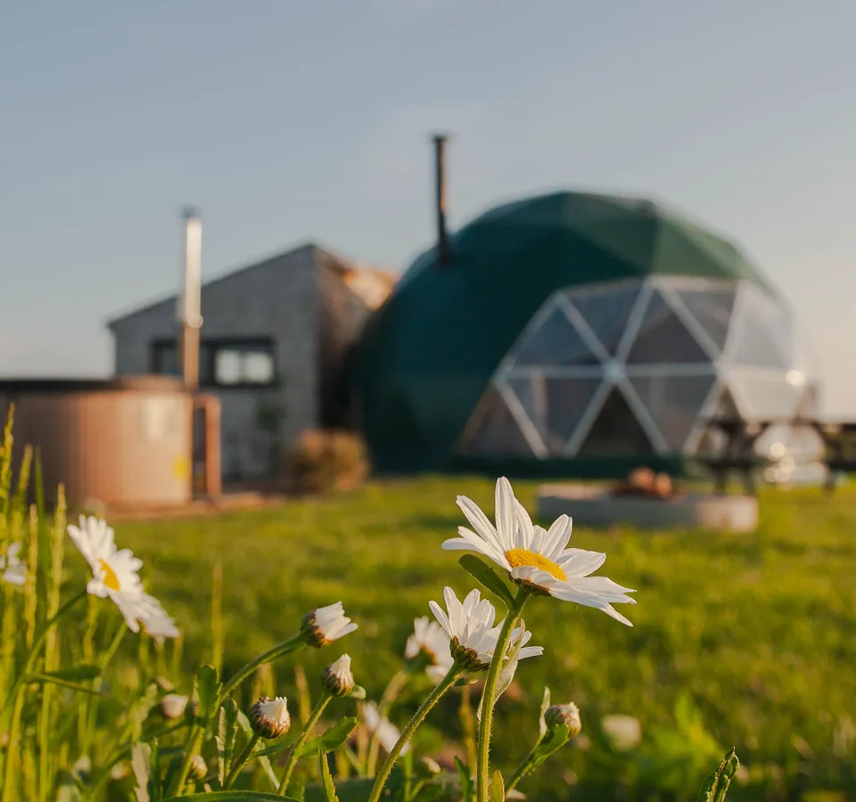 Daisies in the foreground with a geodesic dome glamping pod and wooden hot tub in the background at sunset