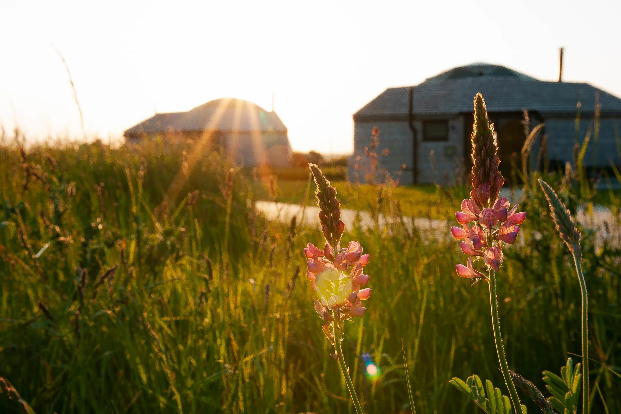 Pink lupine flowers in sunlit grass with dome-shaped buildings in the background
