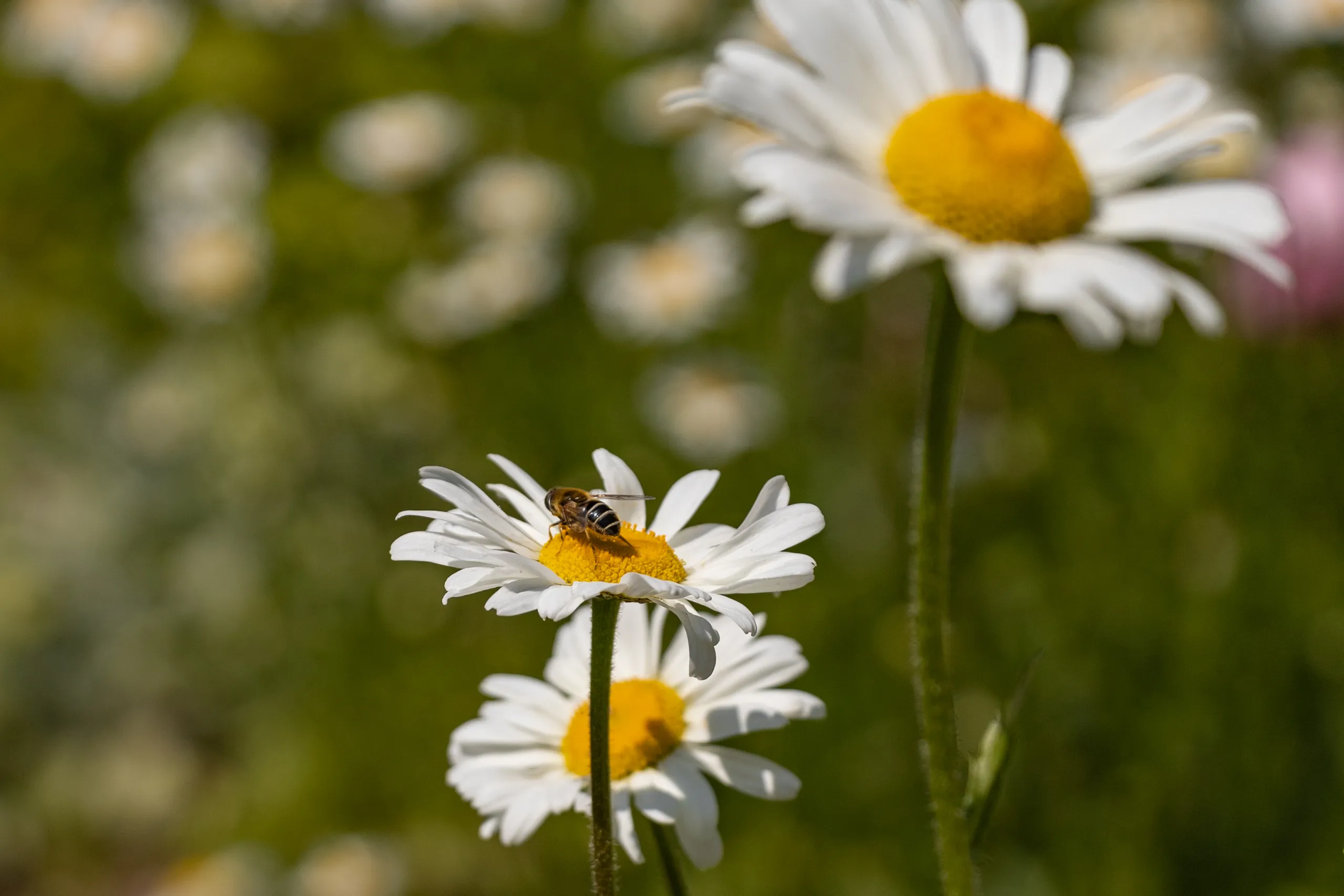Bee resting on a white daisy with yellow centre in a sunlit meadow