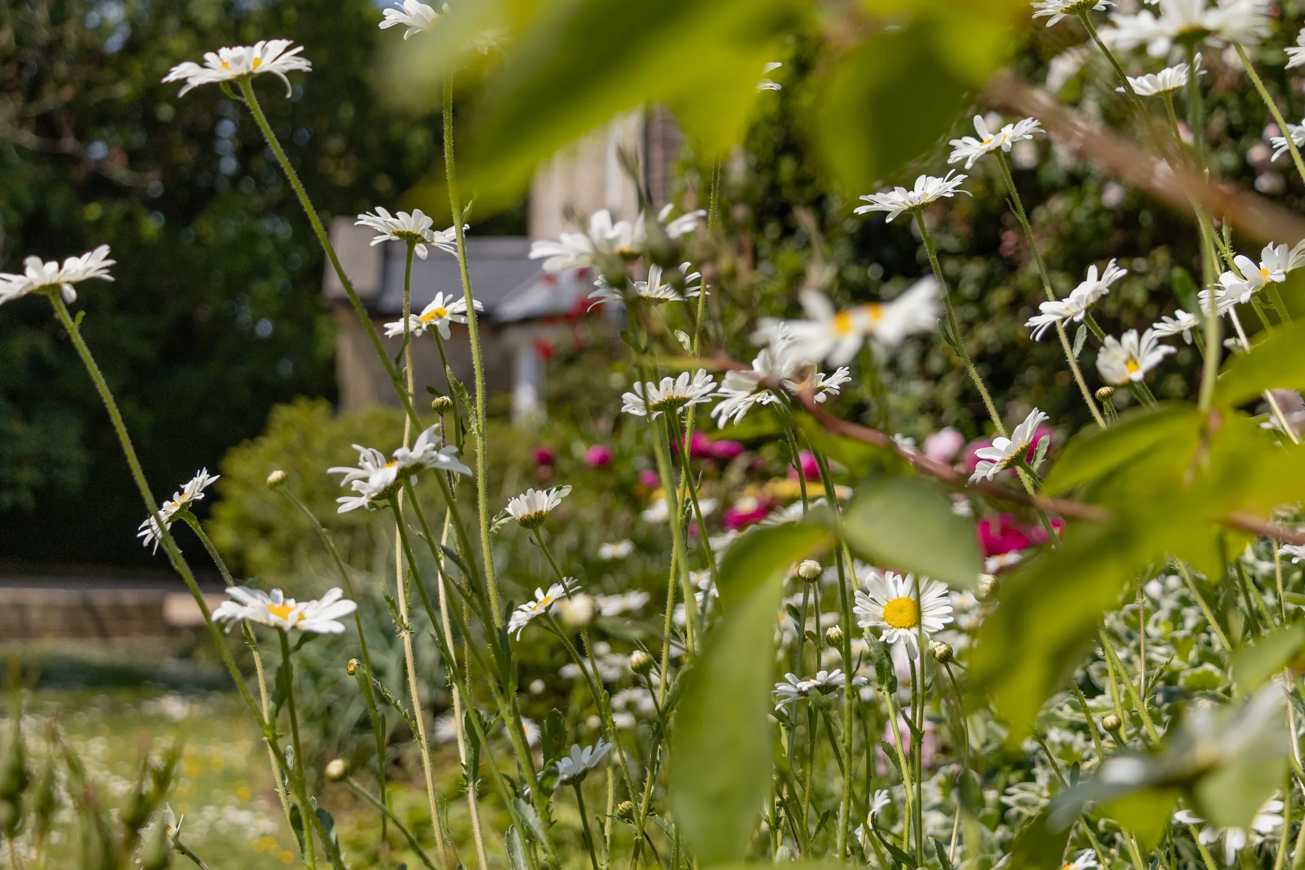 White daisies in bloom in the garden at East Afton Farmhouse