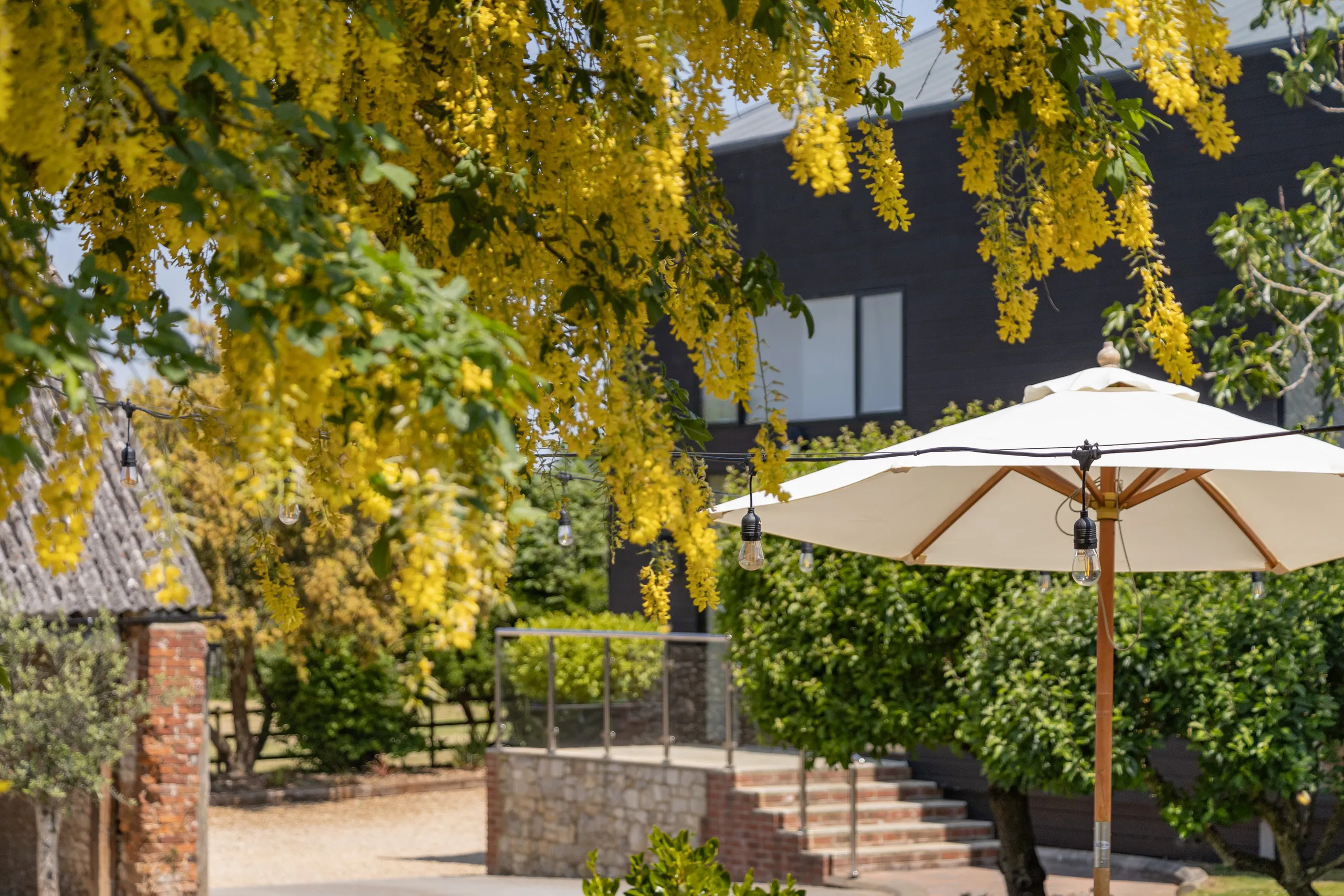 Yellow laburnum blossoms hanging over a garden terrace with a white parasol and string lights at East Afton Farmhouse.