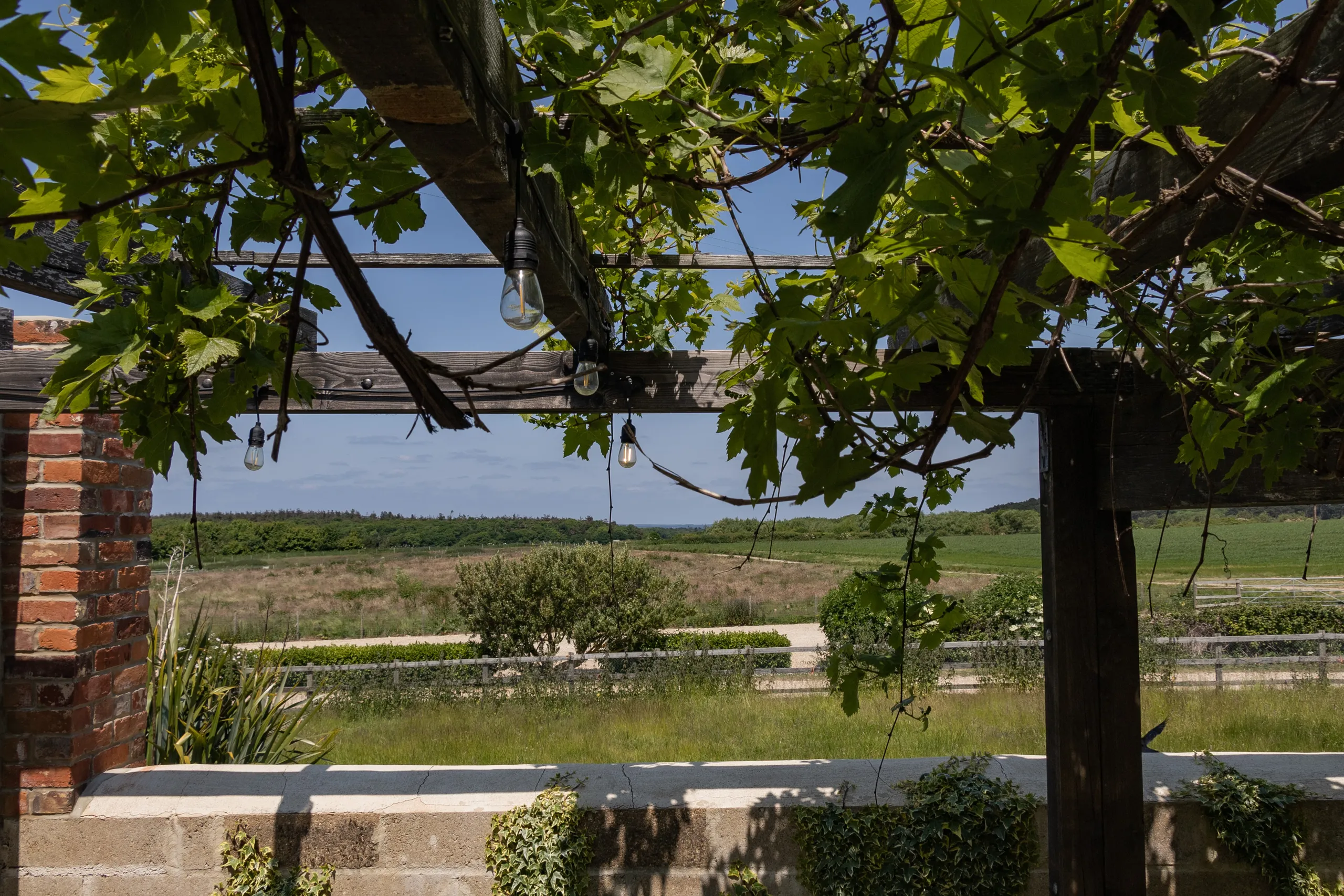 Grape vine pergola with hanging string lights overlooking open countryside