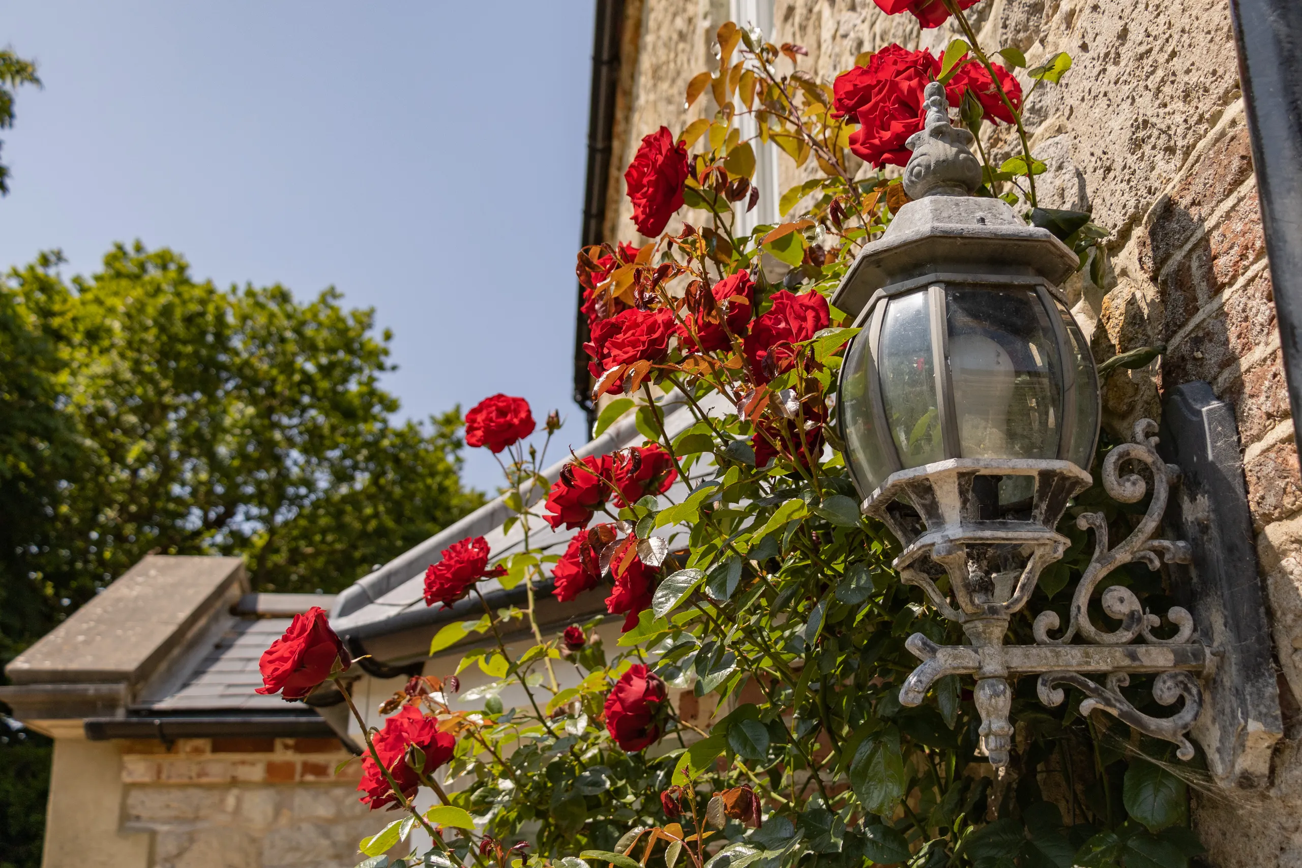 Red roses climbing beside a rustic metal wall lantern on a stone farmhouse wall