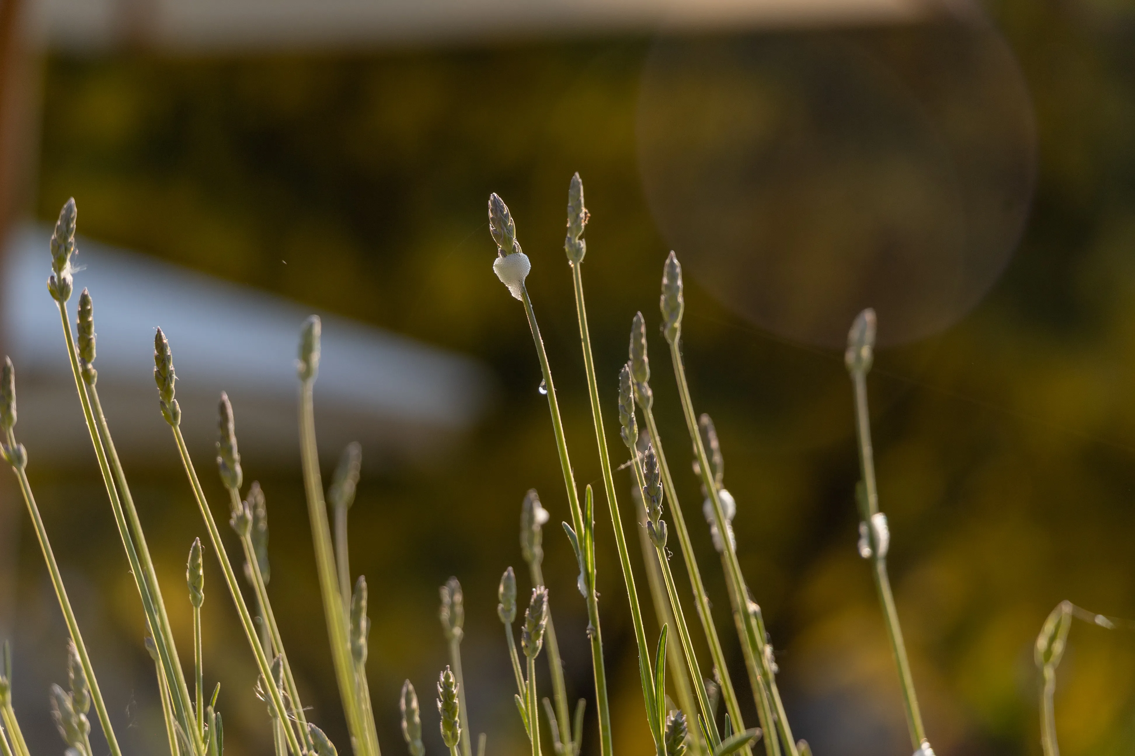 Close-up of lavender stems backlit by warm evening sunlight with soft bokeh in the background